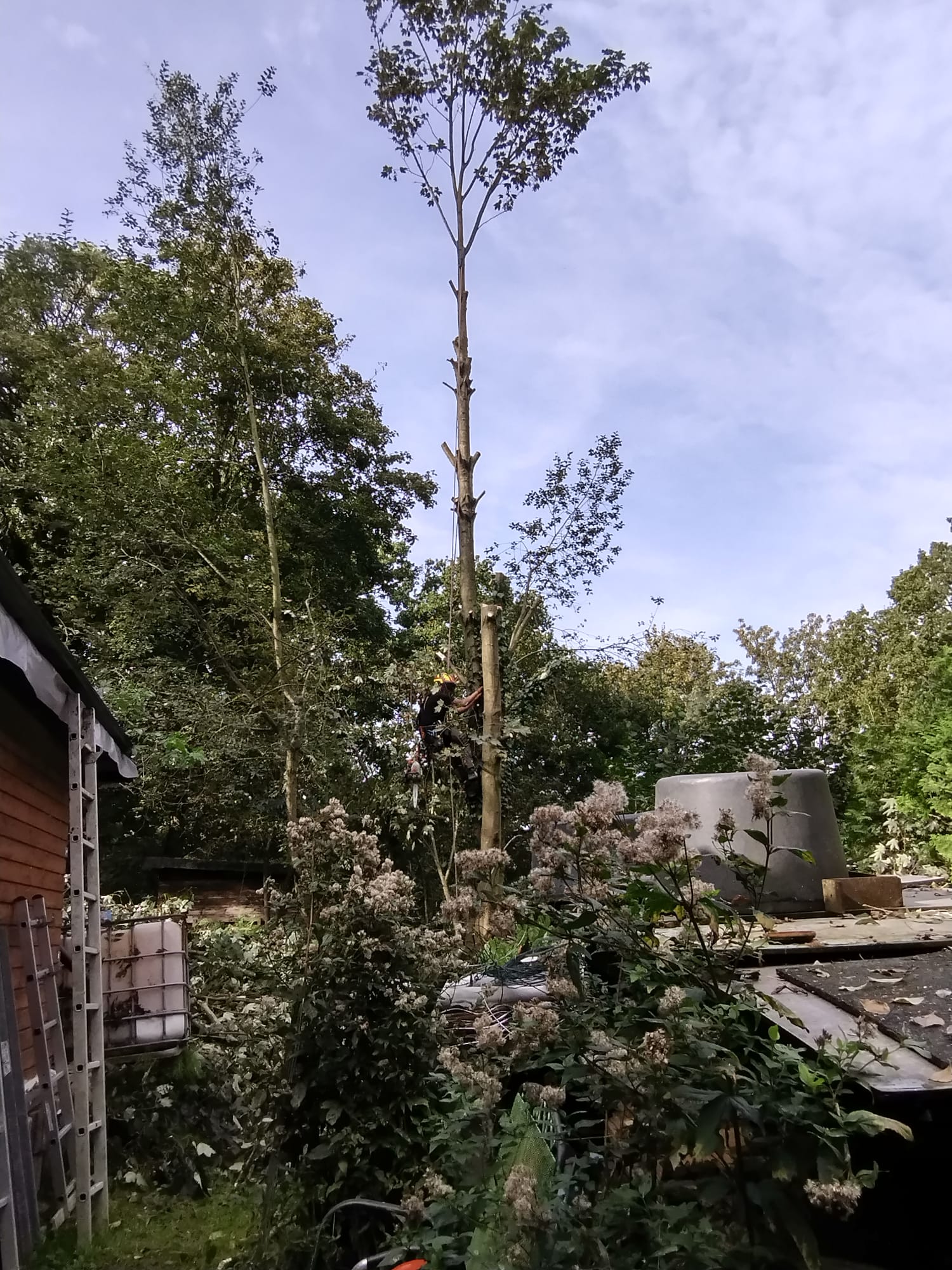 Baumpfleger gesichert am Stamm eines stark entästeten, hohen Baums bei der Kronenpflege in einem Garten