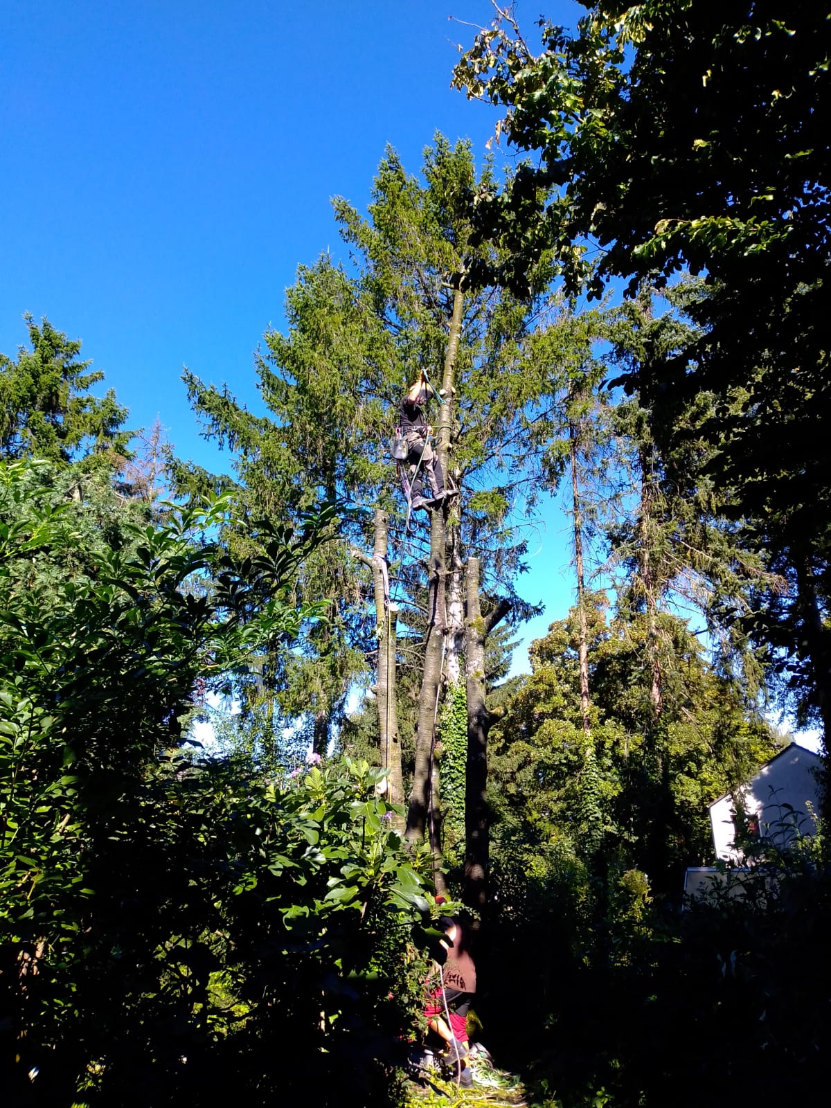 Baumpfleger klettert gesichert in großer Höhe an einem Nadelbaum, im Hintergrund blauer Himmel und weiterer Baumbestand