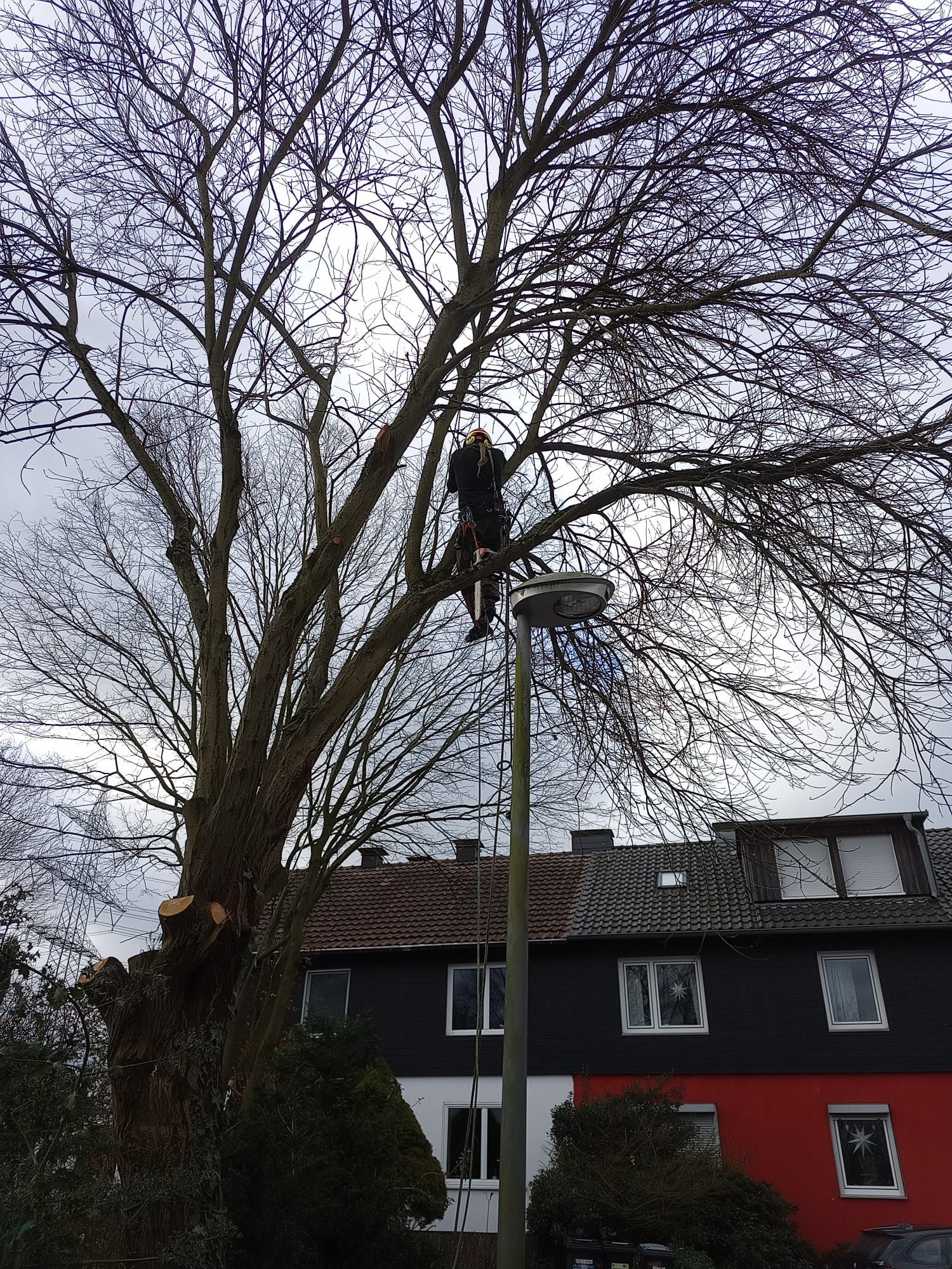 Baumpfleger mit Helm und Sicherungsseilen arbeitet im kahlen Kronenbereich eines Laubbaums im Wohngebiet, im Hintergrund Einfamilienhäuser