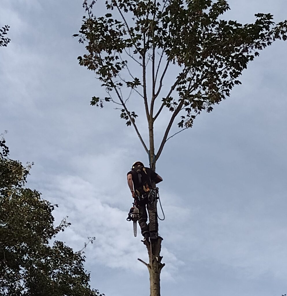 Ein Baumpfleger in voller Kletterausrüstung steht mittels Seilklettertechnik hoch oben auf einem weitgehend entasteten Baum. Er ist gegen den Himmel gesichert und bereit, mit seiner Arbeit fortzufahren. Die Blätter an der Spitze des Baumes und ein paar Äste an den Seiten sind die letzten verbliebenen Zeichen des Laubs. Der Himmel im Hintergrund ist bewölkt, was auf einen bedeckten Tag hindeutet.